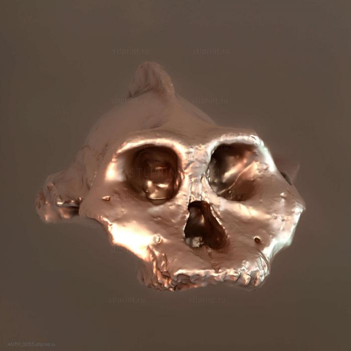 Paranthropus Aethiopicus череп