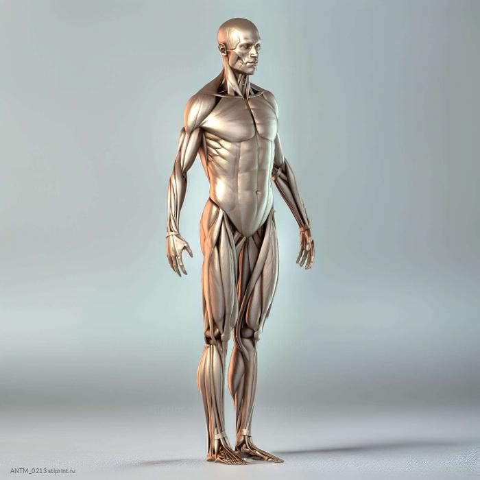 Анатомия мужской ecorche