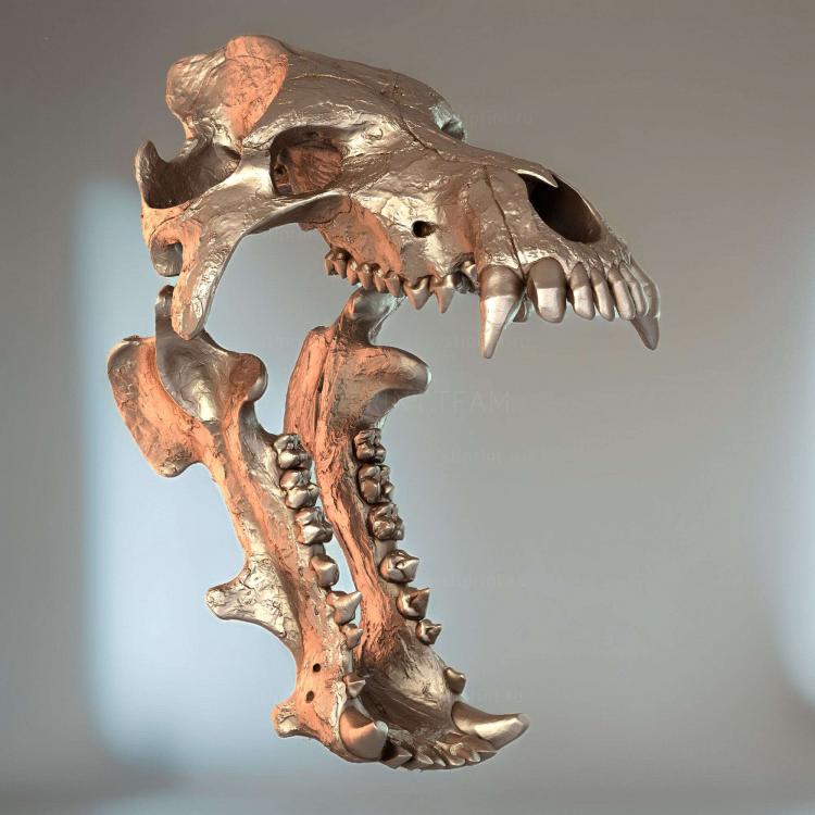 Череп Daeodon Shoshonensis