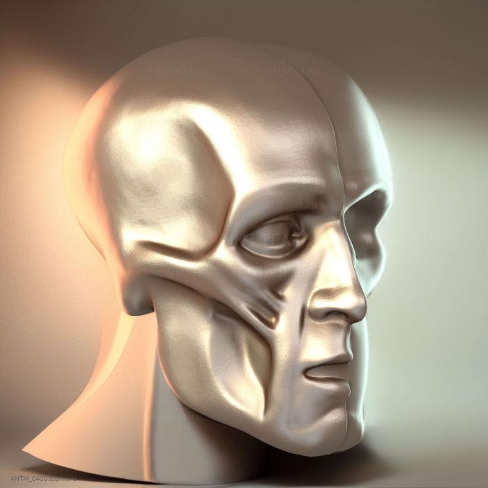 ГОЛОВА И ЧЕРЕП ECORCHE