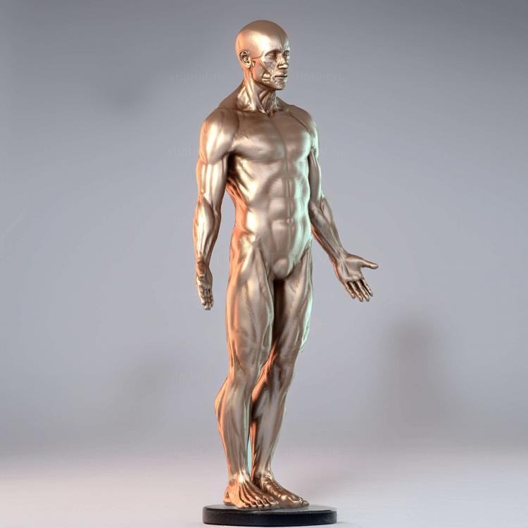 Ecorche Мале6