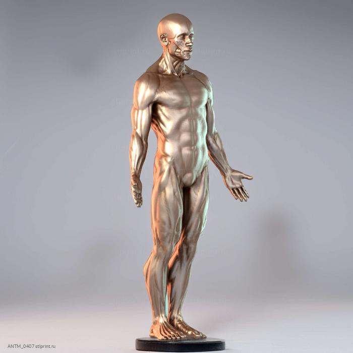 Ecorche Мале6