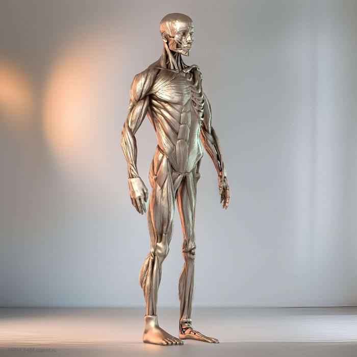 Ecorche