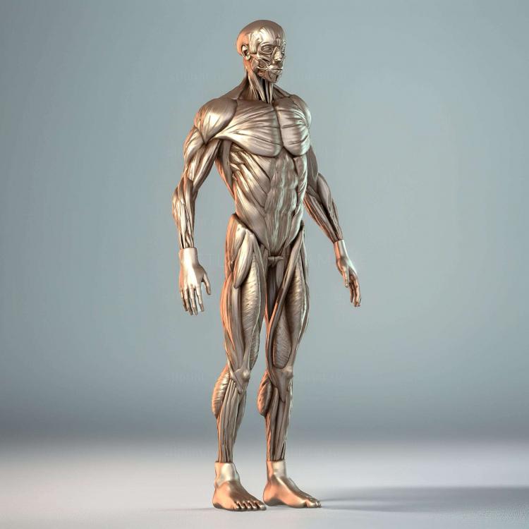 Ecorche7