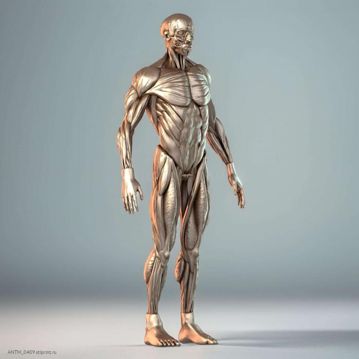 Ecorche7