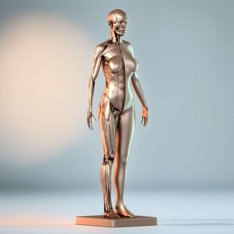 Анатомия женских мышц 3d печать