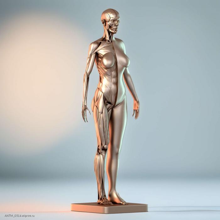 Анатомия женских мышц 3d печать