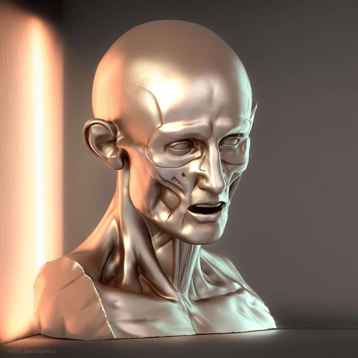 Головной корч Houdon Ecorche