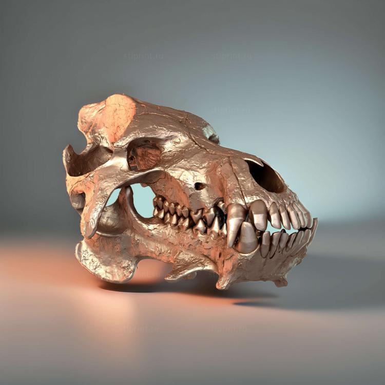 Череп Daeodon Shoshonensis Entelodonte
