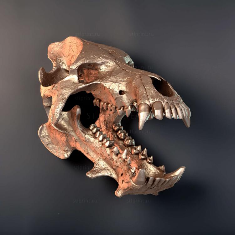 Череп Daeodon Shoshonensis Entelodonte 2