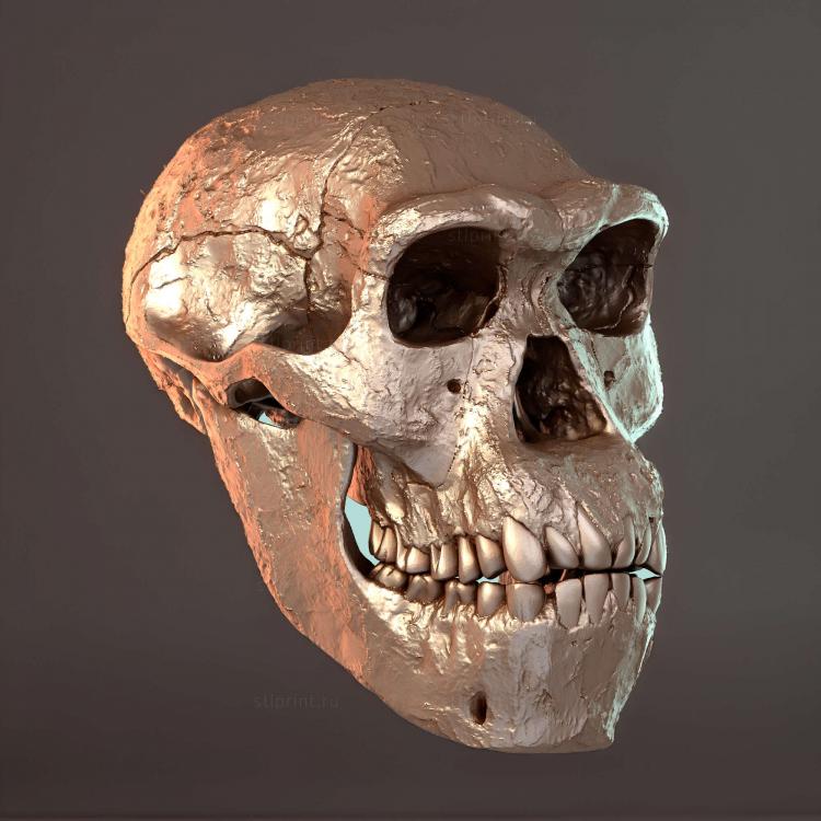 Череп Homo Erectus Dmanisi