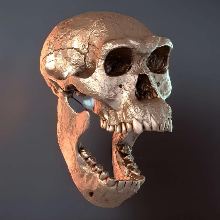 Череп Homo Erectus Dmanisi39