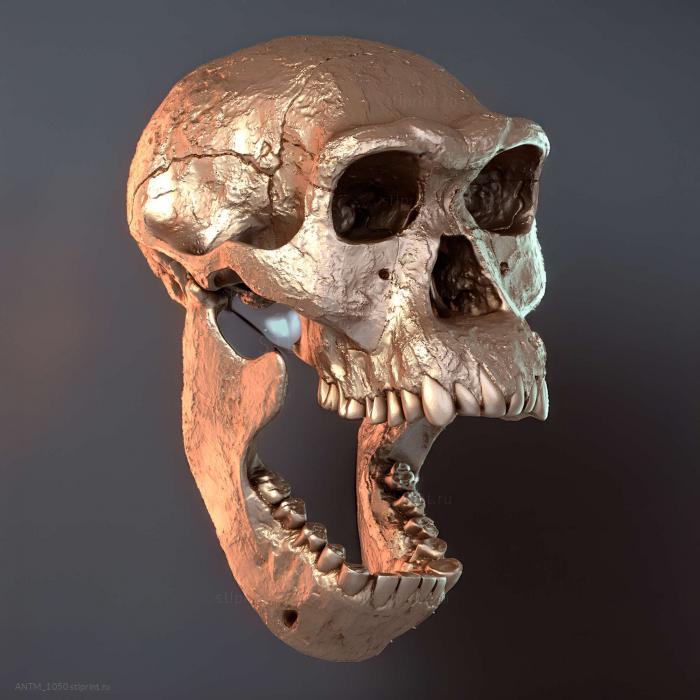 Череп Homo Erectus Dmanisi39