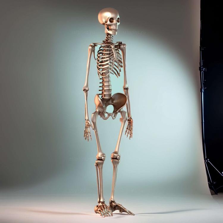 3D Скелет