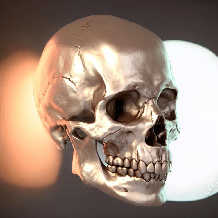 Cranio Masculino
