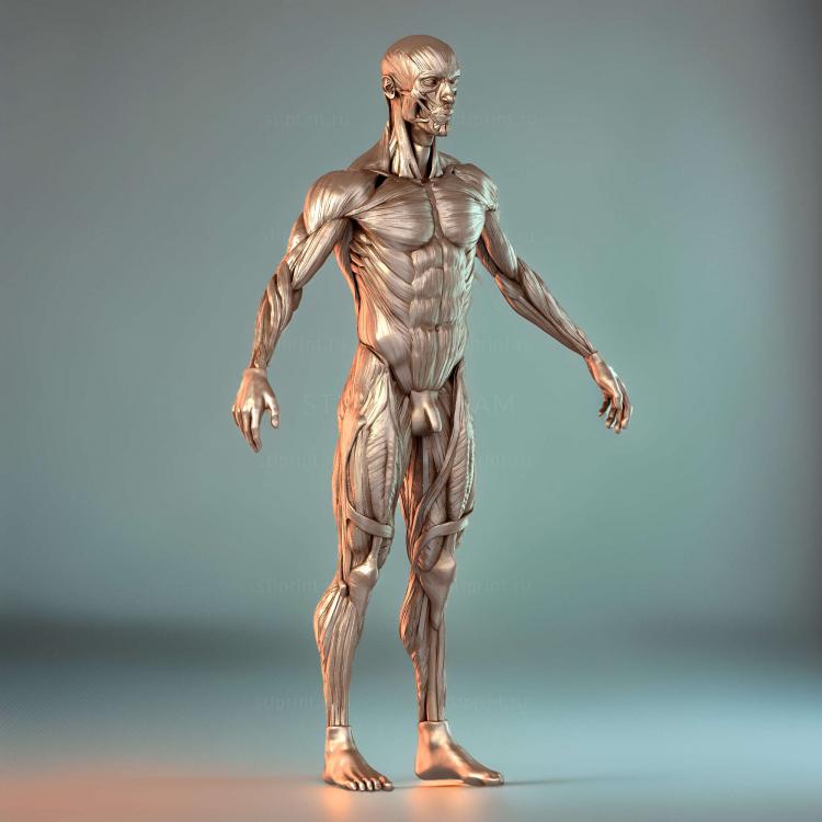 Исследование анатомии Ecorche