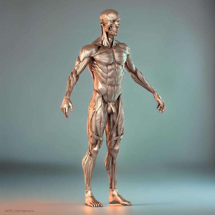 Исследование анатомии Ecorche