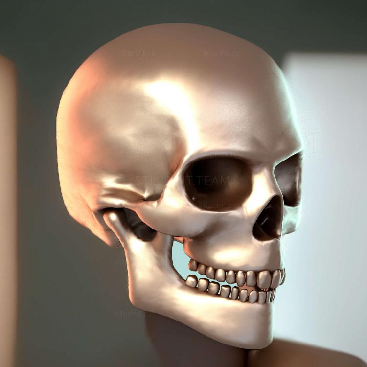 Iggy3 D 01 Человеческий череп