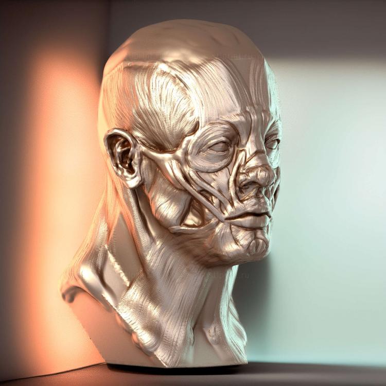 Мужская скульптура головы Ecorche Поверхностная мышца