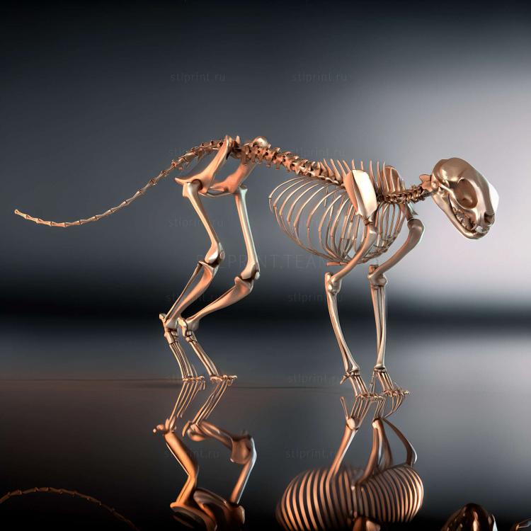 Кошачий Скелет