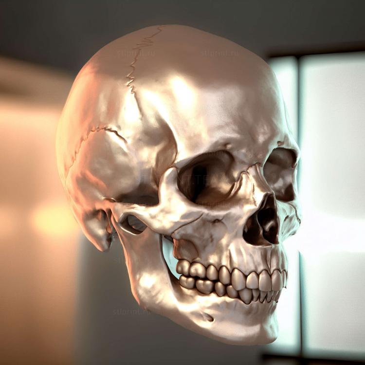 Cranio Masculino