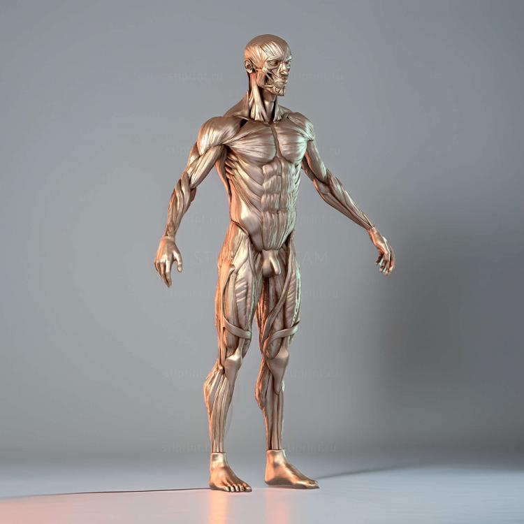 Исследование анатомии Ecorche
