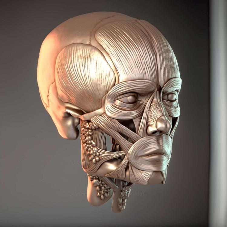 Мужская Лицевая Мышца Ecorche