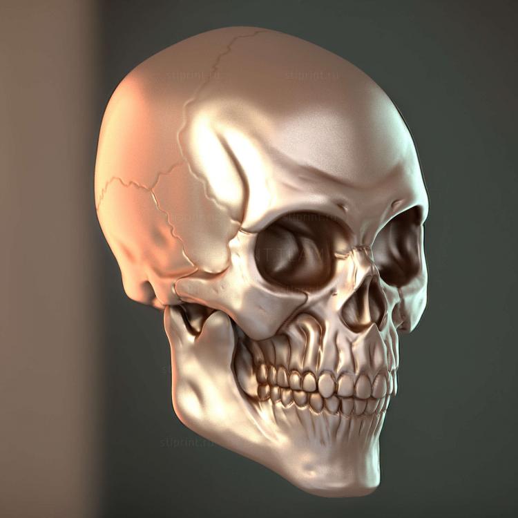 Курс zbrush для черепа и головы