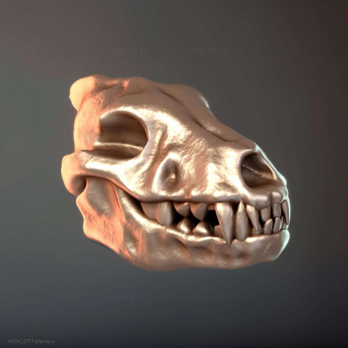 Stretch Goals Skulls Том 2 череп варга