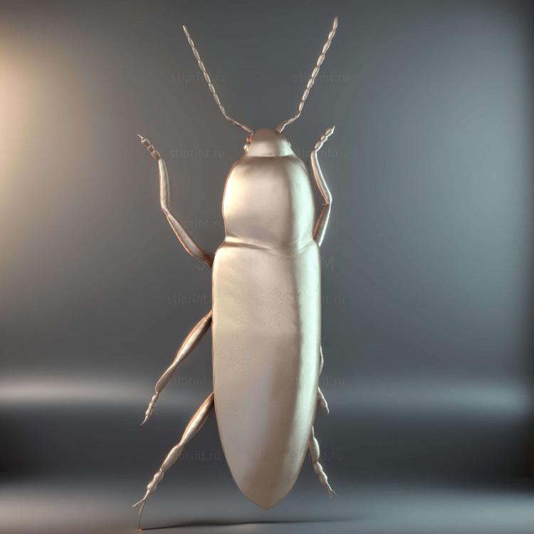 Жук Cardiophorus Gramineus