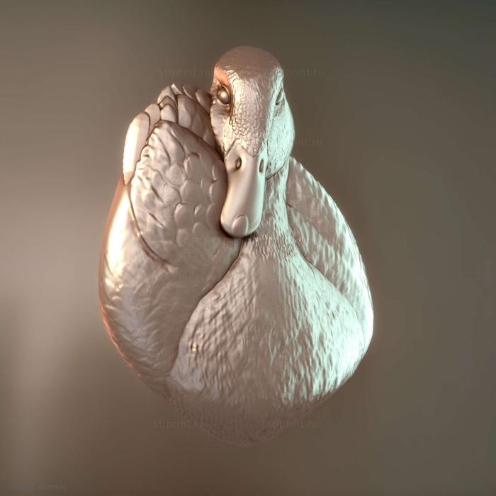 Duck2