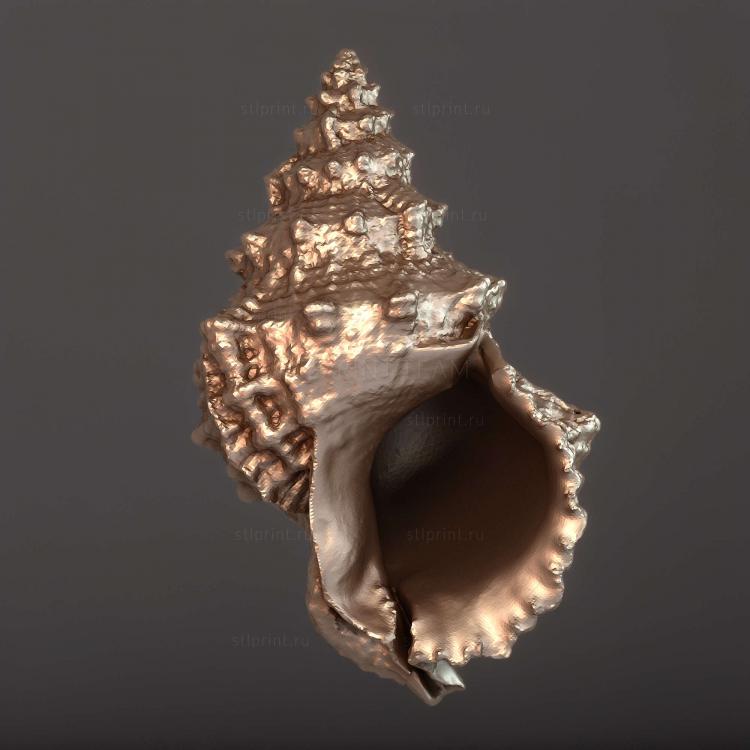 Морская раковина 3D