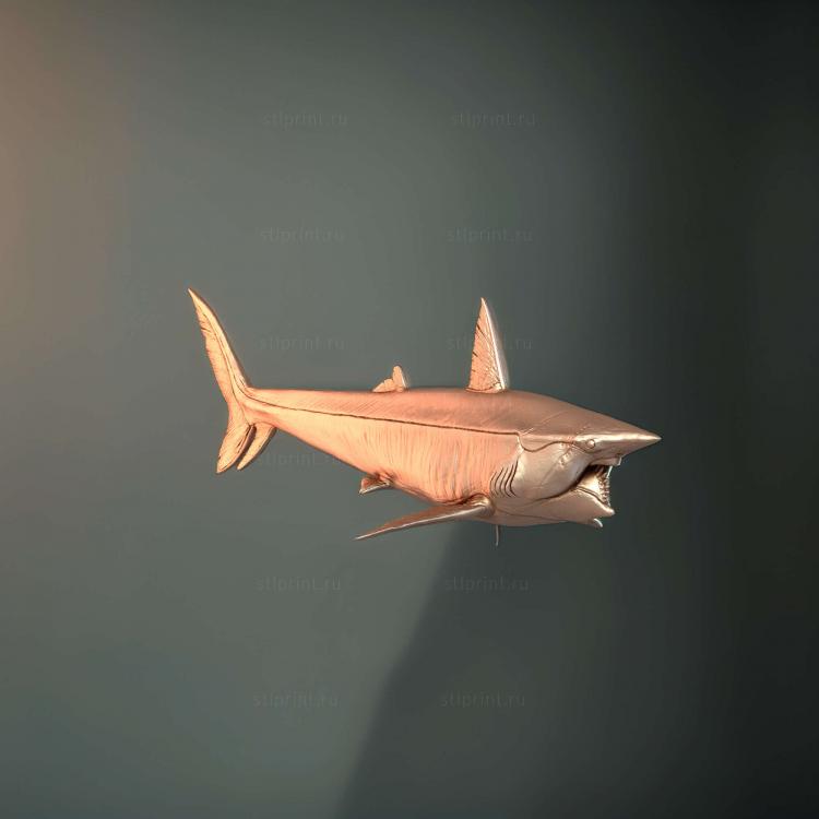 Геликоприон (Helicoprion Bessonowi) 1 35