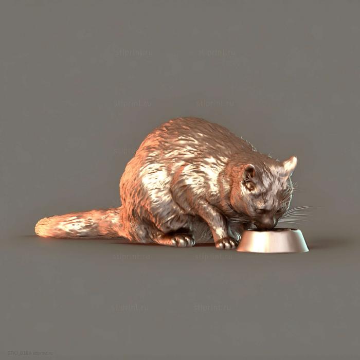 Кошка ест корм 12
