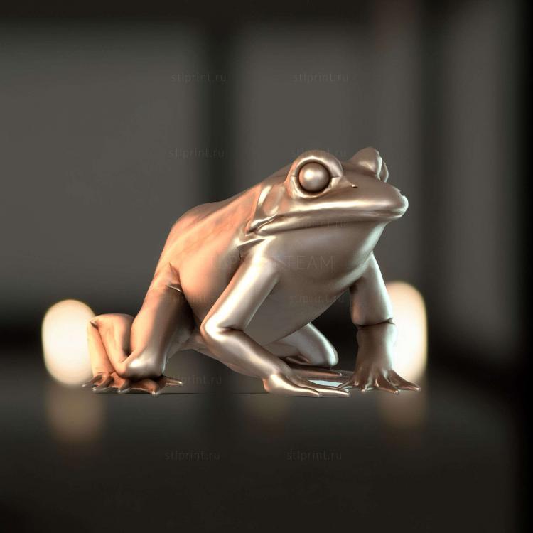 Pelophylax Lessonae