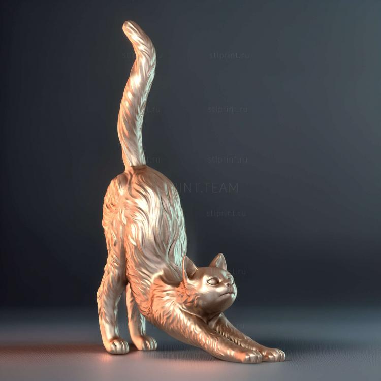 Кошачья растяжка