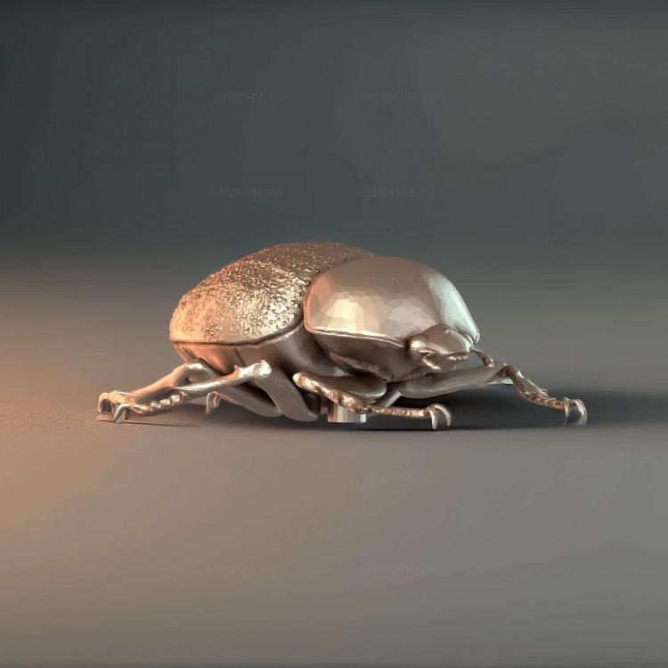 Жук