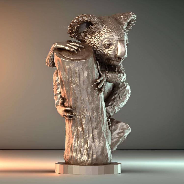Коала 01 Животное