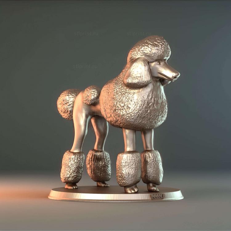 Пудель 01