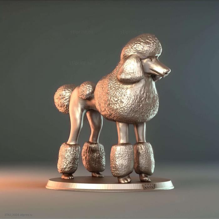 Пудель 01
